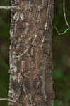 Bluejack oak